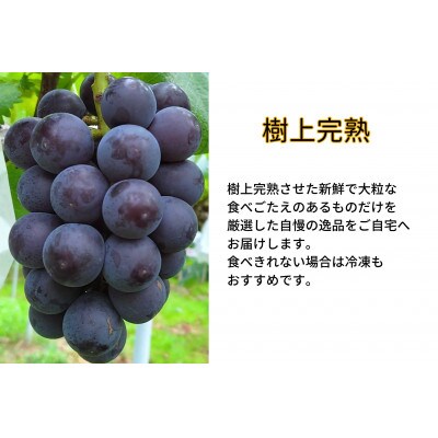 【2025年先行受付】　厳選　岡山県産　藤稔　計1.0kg以上　2房　産直・朝採れ