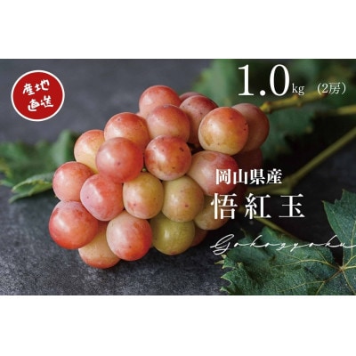 【2025年先行受付】　厳選　岡山県産　悟紅玉　計1.0kg以上　2房　産直・朝採れ