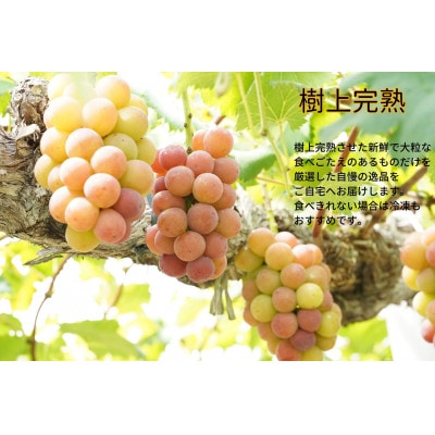 【2025年先行受付】　厳選　岡山県産　悟紅玉　計1.0kg以上　2房　産直・朝採れ