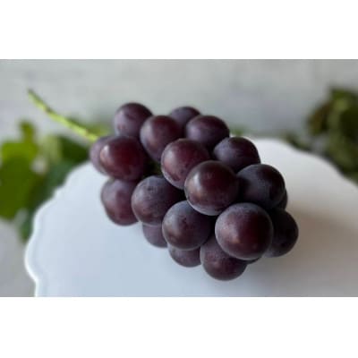 【2026年先行受付】　厳選　岡山県産　藤稔　計1.0kg以上　2房　産直・朝採れ