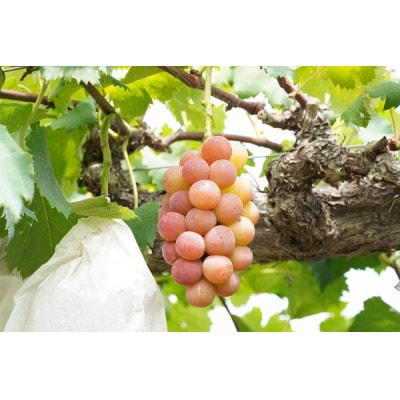 【2026年先行受付】　厳選　岡山県産　悟紅玉　計1.0kg以上　2房　産直・朝採れ