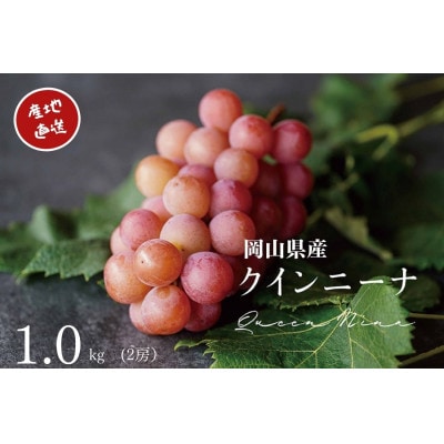 【2026年先行受付】　厳選　岡山県産　クイーンニーナ　計1.0kg以上　2房　産直・朝採れ