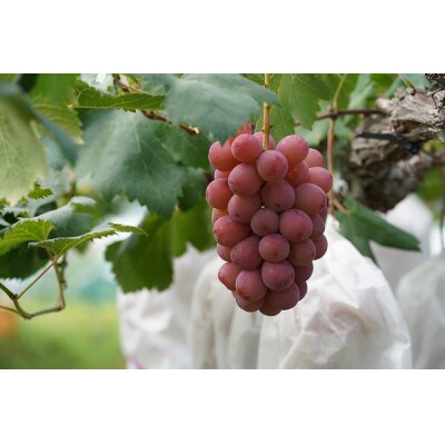 【2026年先行受付】　厳選　岡山県産　クイーンニーナ　計1.0kg以上　2房　産直・朝採れ