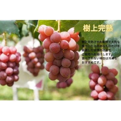 【2026年先行受付】　厳選　岡山県産　クイーンニーナ　計1.0kg以上　2房　産直・朝採れ