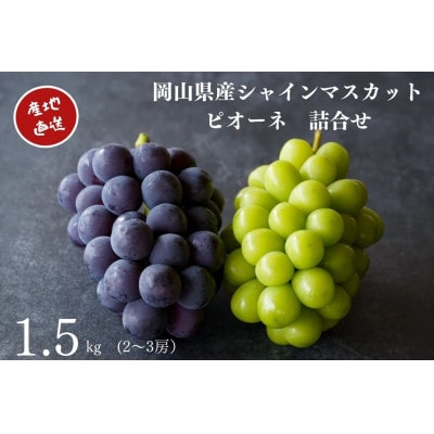 【2026年先行受付】厳選　岡山県産　シャインマスカット・ピオーネ詰合せ　計1.5kg以上　2～3房