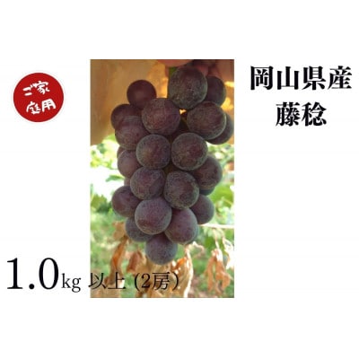 【2026年先行受付】岡山県産　ご家庭用藤稔　計1.0kg以上　2房　産直・朝採れ