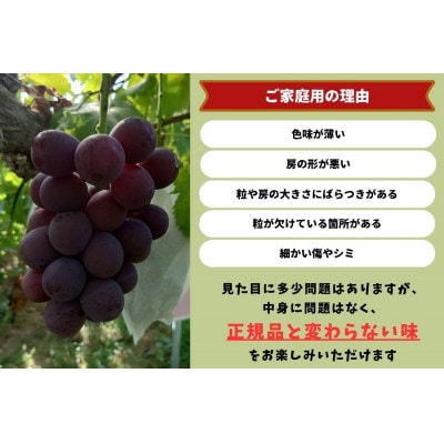 【2026年先行受付】岡山県産　ご家庭用藤稔　計1.0kg以上　2房　産直・朝採れ