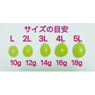 【2023年6月下旬から発送】岡山県シャインマスカット大粒1.5kgL-3L農林大臣賞2度入賞