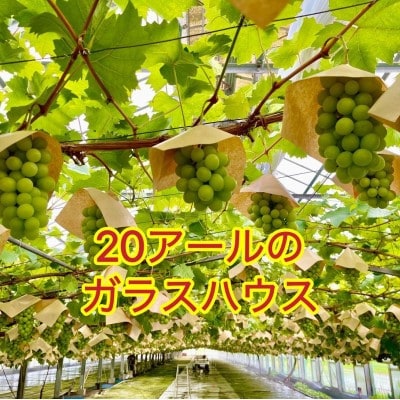 【2023年6月下旬から発送】岡山県シャインマスカット大粒1.5kgL-3L農林大臣賞2度入賞