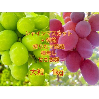 【2023年10月上旬から発送】岡山県産シャインマスカット+紫苑大粒　粒だけ1kg