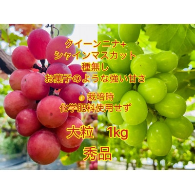 【2023年8月上旬から発送】岡山県産クイーンニーナ+シャインマスカットの粒のみ1kg