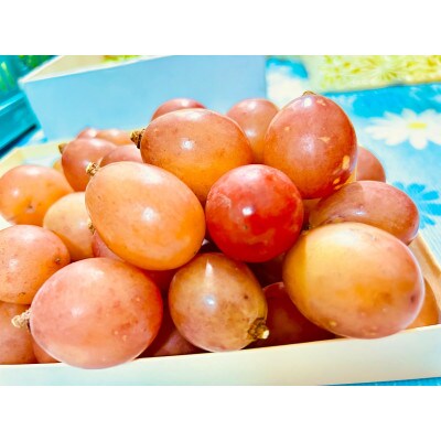 【2023年8月上旬から発送】岡山県産クイーンニーナ+シャインマスカット　粒のみ2kg