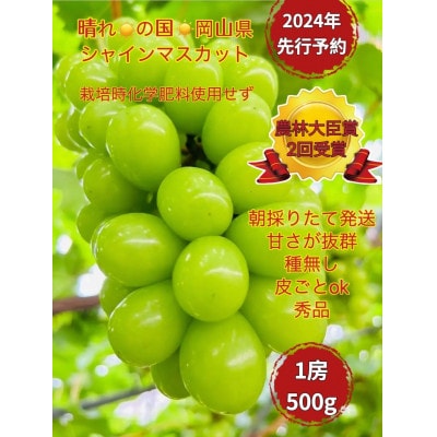 【2024年先行受付】【2024年6月下旬から出荷予定】岡山県産シャインマスカット秀品500g