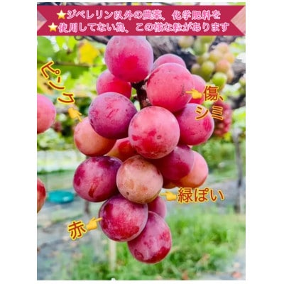 【2024年先行受付・シャインマスカット+クイーンニーナJEWELBOX】岡山県産大粒のみ贈り物