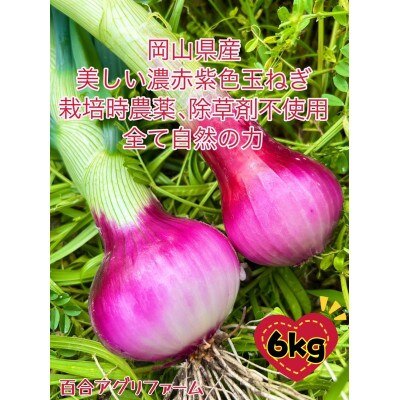 岡山市産みずみずしい赤玉ねぎ約6kg(サイズ混合)
