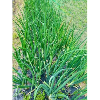 岡山市産みずみずしい赤玉ねぎ約6kg(サイズ混合)