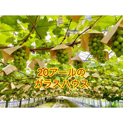 【2025年先行受付】【2025年6月下旬から順次発送】岡山市産シャインマスカット秀品2kg