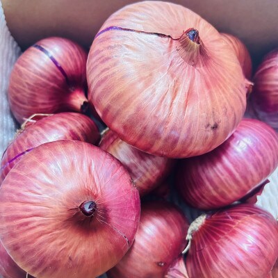 【先行受付】岡山市産赤紫玉ねぎ5kg(サイズ混合)栽培期間中農薬・除草剤不使用全て自然の力健康野菜