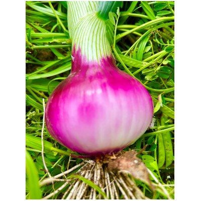 【先行受付】岡山市産赤紫玉ねぎ3kg(サイズ混合)栽培期間中農薬・除草剤不使用全て自然の力健康野菜