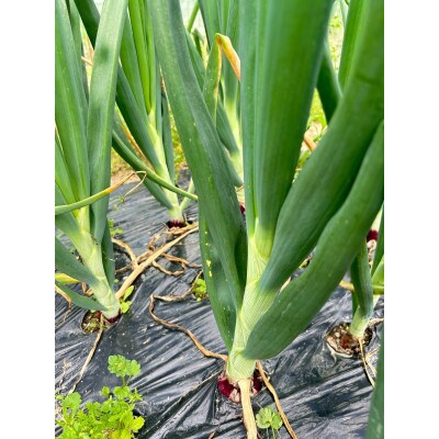 【先行受付】岡山市産赤紫玉ねぎ3kg(サイズ混合)栽培期間中農薬・除草剤不使用全て自然の力健康野菜