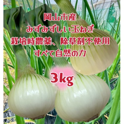 【先行受付】岡山市産玉ねぎ3kg(サイズ混合)栽培期間中農薬・除草剤不使用全て自然の力健康野菜