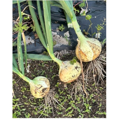【先行受付】岡山市産玉ねぎ3kg(サイズ混合)栽培期間中農薬・除草剤不使用全て自然の力健康野菜