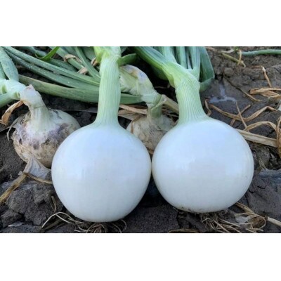 【先行受付2026年5月から順次発送】岡山市産玉ねぎ5kg(サイズ混合)全て自然の力健康野菜