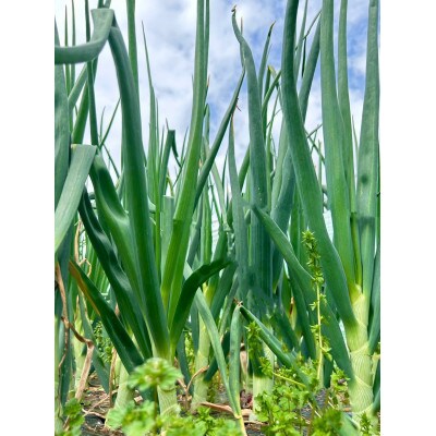 【先行受付】岡山市産玉ねぎ5kg(サイズ混合)栽培期間中農薬・除草剤不使用全て自然の力健康野菜
