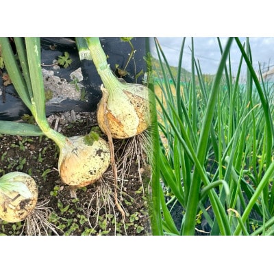 【先行受付2026年5月から順次発送】岡山市産玉ねぎ5kg(サイズ混合)全て自然の力健康野菜