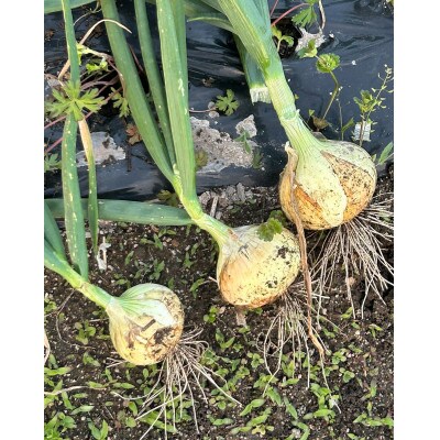 【先行受付】岡山市産玉ねぎ2.5kg・赤紫玉ねぎ2.5kgセット(サイズ混合)全て自然の力健康野菜