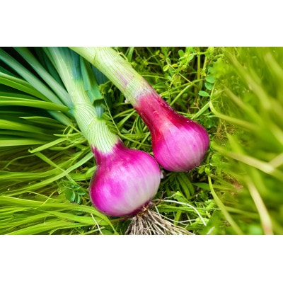 【2026年5月から順次発送】岡山市産玉ねぎ2.5kg・赤紫玉ねぎ2.5kgセット(サイズ混合)