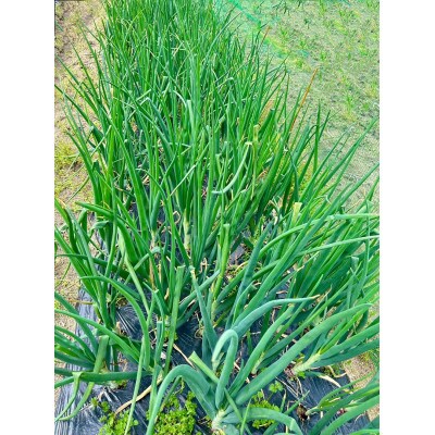【先行受付】岡山市産玉ねぎ2.5kg・赤紫玉ねぎ2.5kgセット(サイズ混合)全て自然の力健康野菜