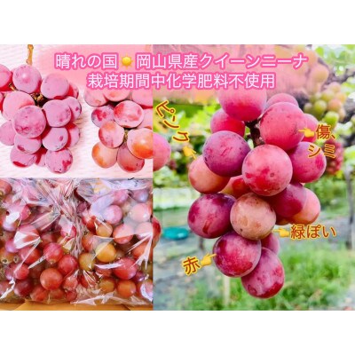 【先行受付・2025年8月上旬から順次発送】岡山市産クイーンニーナ秀品粒だけ3kg