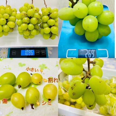 【2025年先行受付】【2025年7月中旬から順次発送】岡山県産シャインマスカット訳あり5kg