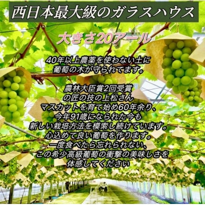 ぶどう 2026年 シャインマスカット 小分け 秀品 粒だけ 約170g 6パック 7月から発送