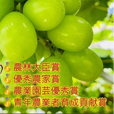 ぶどう 2026年 シャインマスカット 小分け 秀品 粒だけ 約170g 6パック 7月から発送