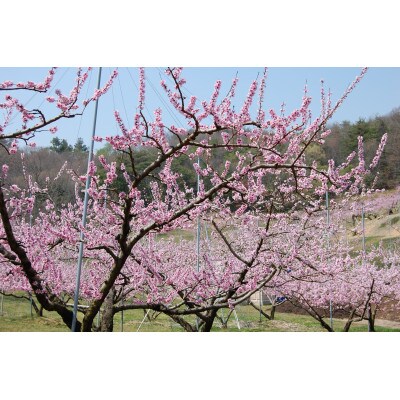 岡山県産白桃C　7～9玉(約1.8kg)