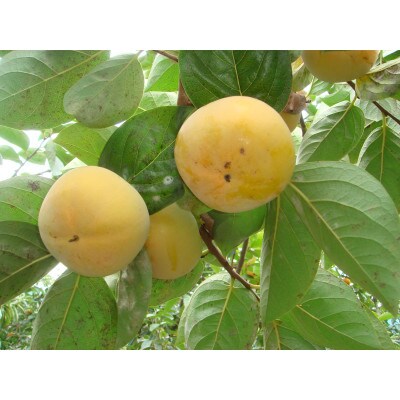岡山市瀬戸町産太秋柿　4～6玉(約1.5kg)