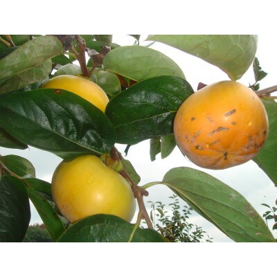 岡山市瀬戸町産太秋柿　4～6玉(約1.5kg)