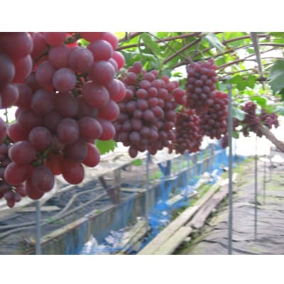 【岡山県産】ぶどう食べ比べセット　約1.2kg・6パック(シャインマスカットを含む・3種類以上)