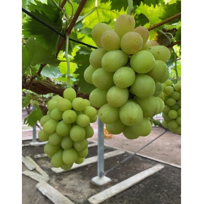 【岡山県産】ぶどう食べ比べセット　約1.2kg・6パック(シャインマスカットを含む・3種類以上)