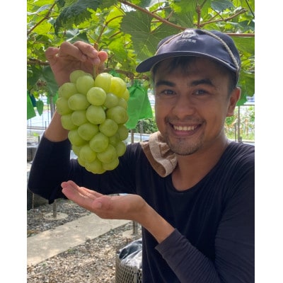 【岡山県産】ぶどう食べ比べセット　約1.2kg・6パック(シャインマスカットを含む・3種類以上)