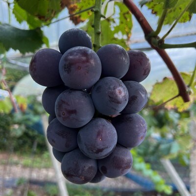 岡山県産　大粒黒ぶどう2品種セット　1kg