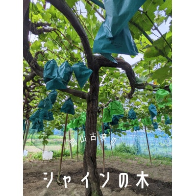 【先行受付】令和7年9月発送【ご家庭用】農家直送完熟シャインマスカット1.2kg(2房～)