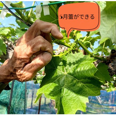 【先行受付】令和7年9月発送【ご家庭用】農家直送完熟シャインマスカット1.2kg(2房～)
