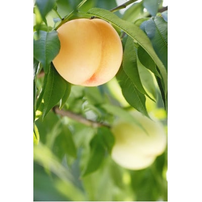 2026年発送　先行予約　岡山白桃ロイヤル(1箱3玉)800g