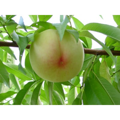 2026年発送　先行予約　岡山白桃(晩生)ロイヤル【1箱3玉】