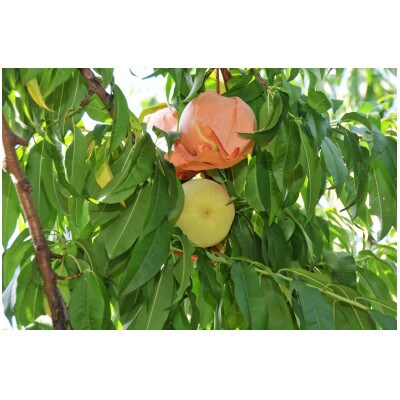 2026年発送　先行予約　岡山白桃(晩生)ロイヤル【1箱3玉】