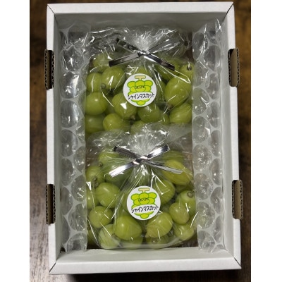 2026年9月中旬から順次発送　訳ありシャインマスカット　摘み落とし1キロ以上　ご家庭用