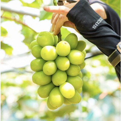 【厳選!】大粒で甘い!岡山県産シャインマスカット贈答用　750g前後2房入り